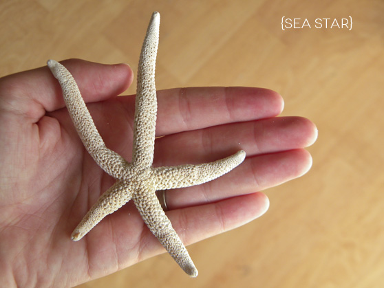 The Sea Star