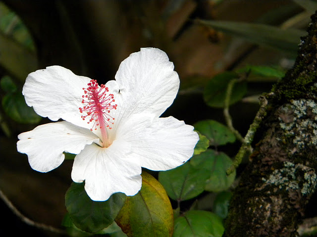 Hawaii Flowers